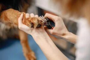 Dog nail clipping