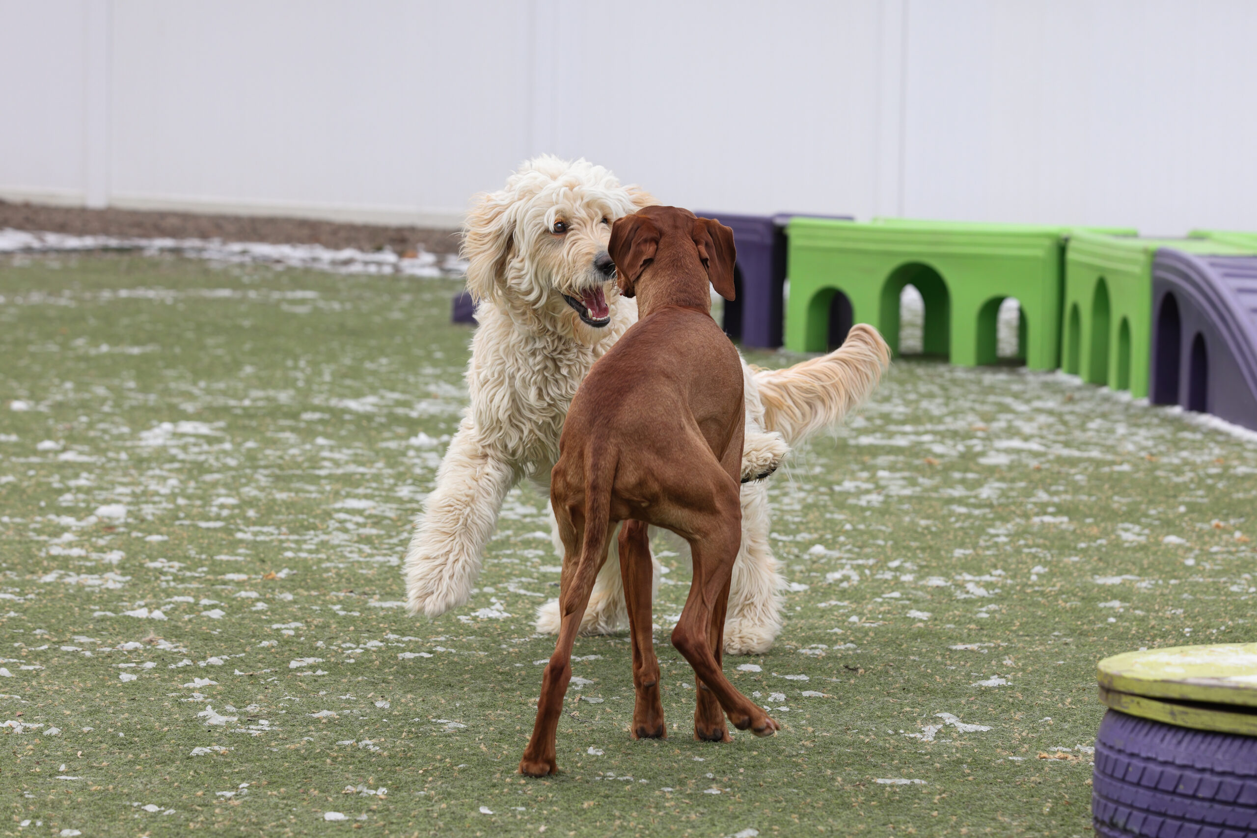 Dogs playing